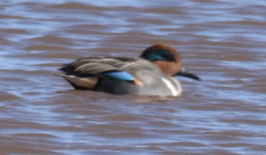 Green-winged Teal - ML613616128
