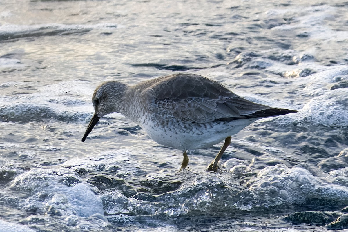 Red Knot - ML613616168