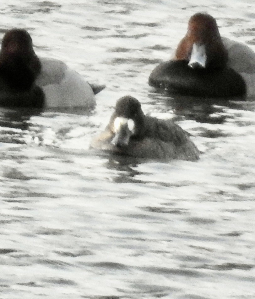 Lesser Scaup - Kurt Schwarz