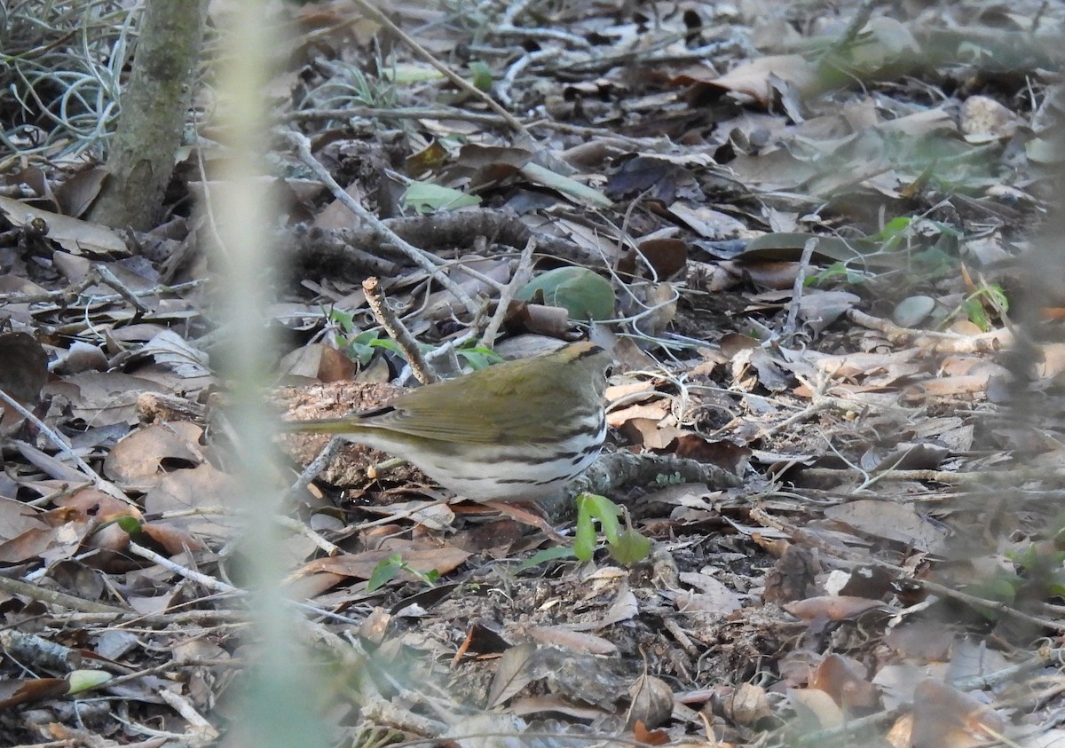 Ovenbird - ML613616196