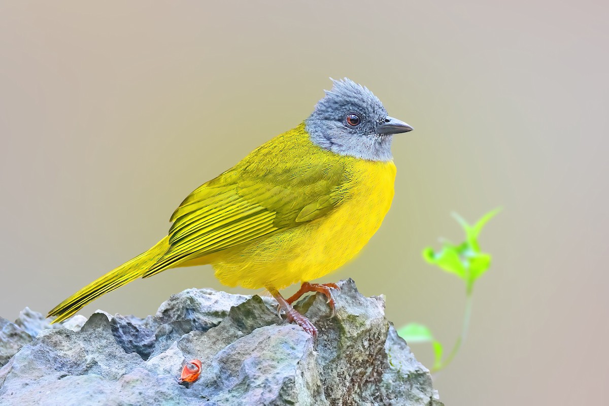 Gray-headed Tanager - ML613616197