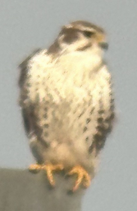 Prairie Falcon - ML613616225