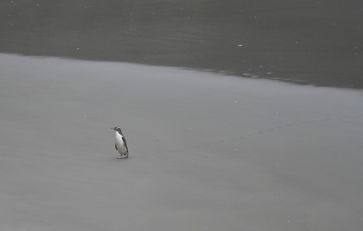 Yellow-eyed Penguin - ML613616238