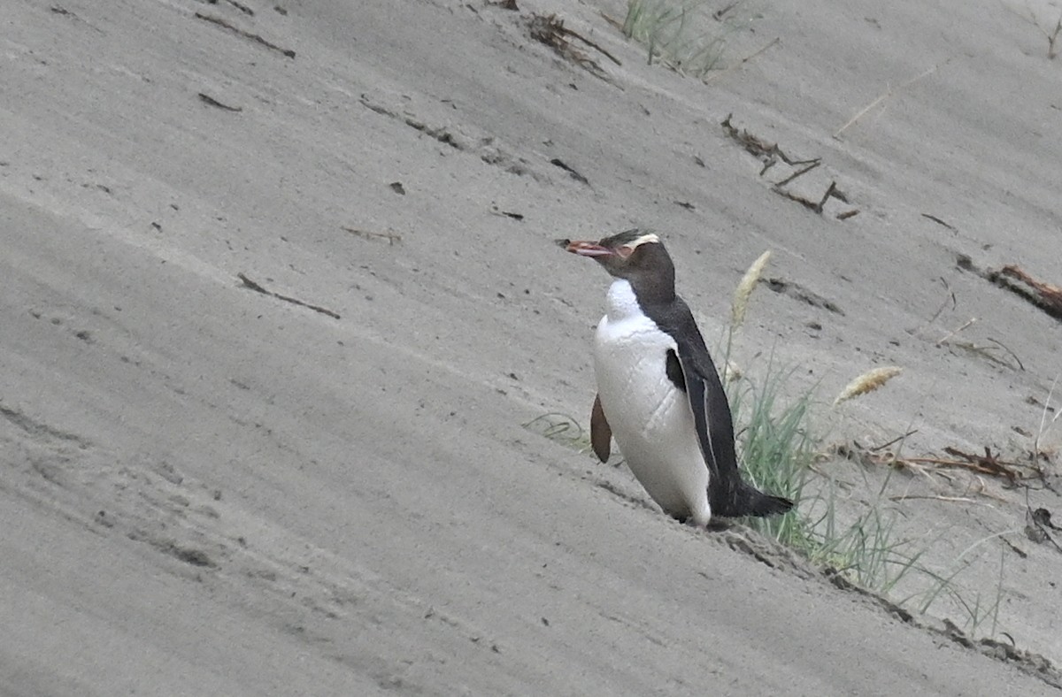 Yellow-eyed Penguin - ML613616240