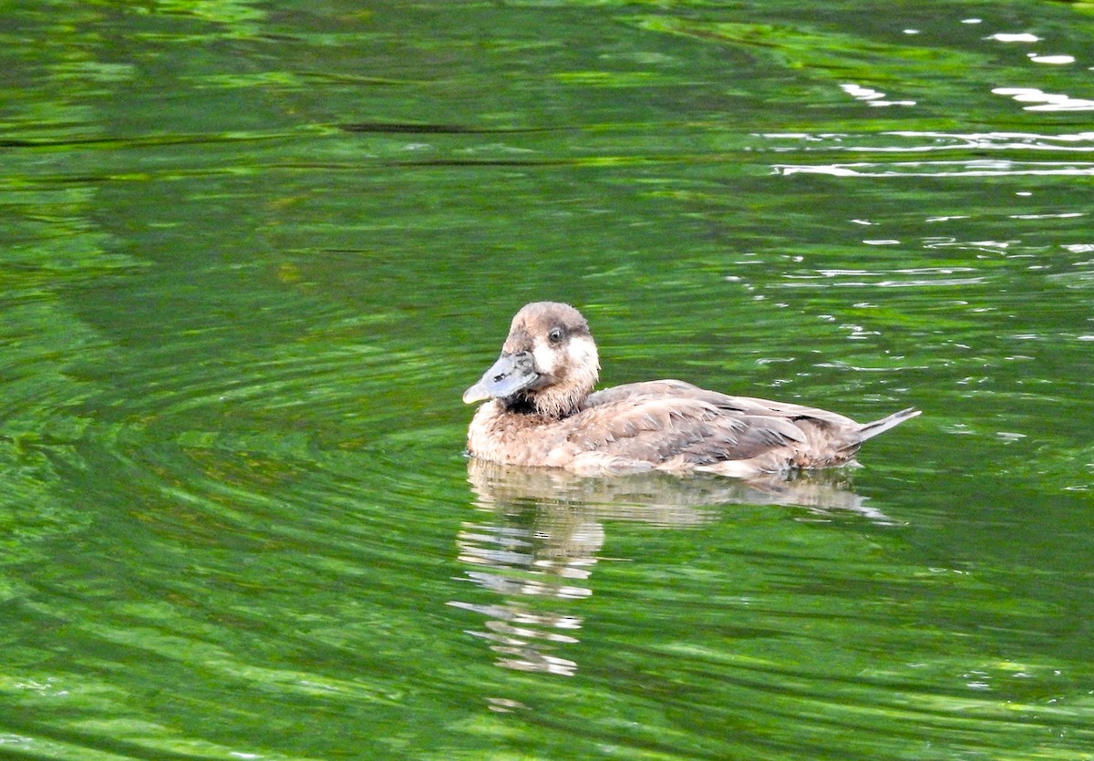 Турпан білолобий - ML613616291