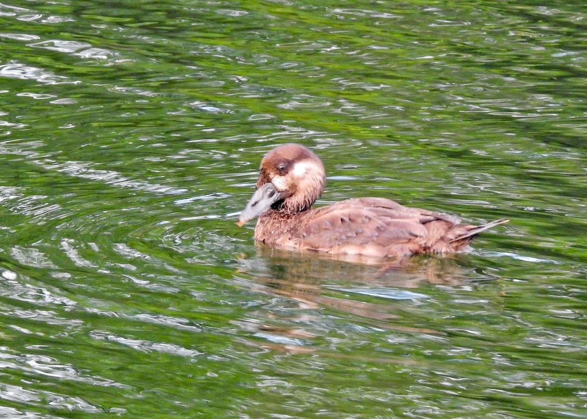 Турпан білолобий - ML613616292