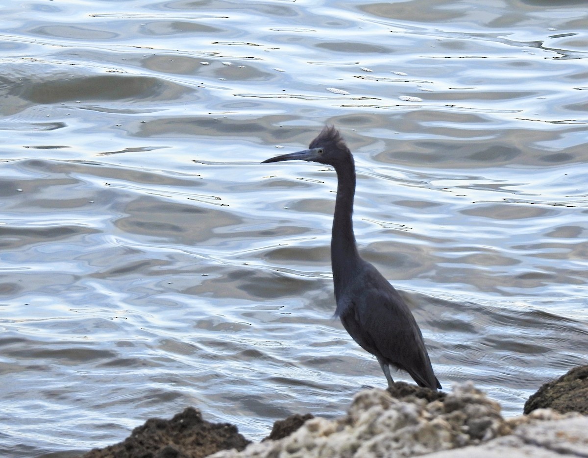 Чепура блакитна - ML613616306