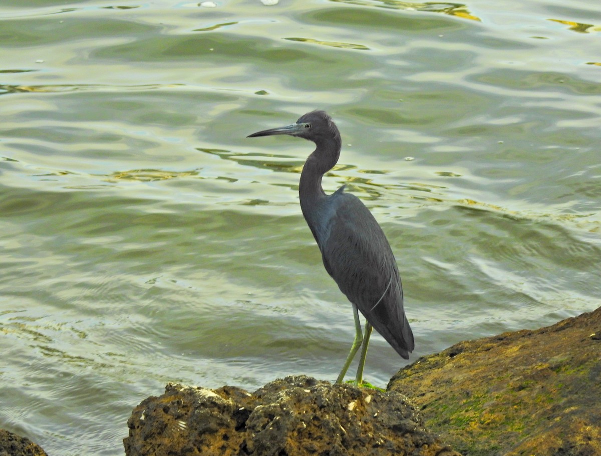 Чепура блакитна - ML613616307
