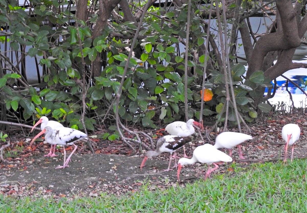 Ібіс білий - ML613616319