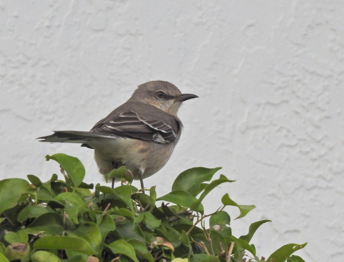 Пересмішник багатоголосий - ML613616336