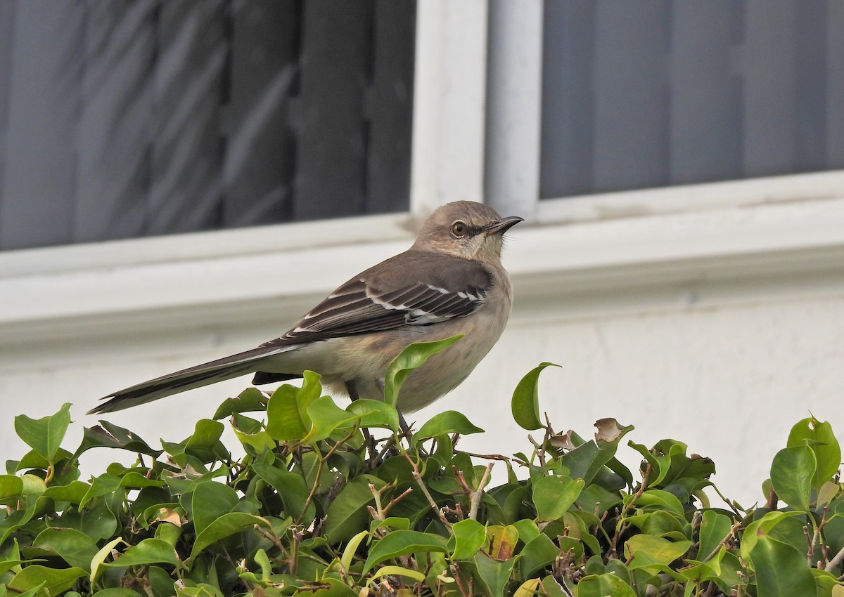 Пересмішник багатоголосий - ML613616337