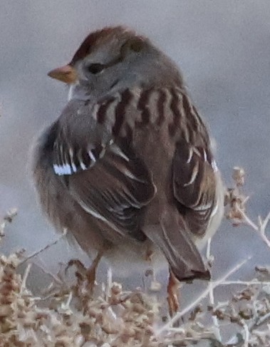 White-crowned Sparrow - ML613616440