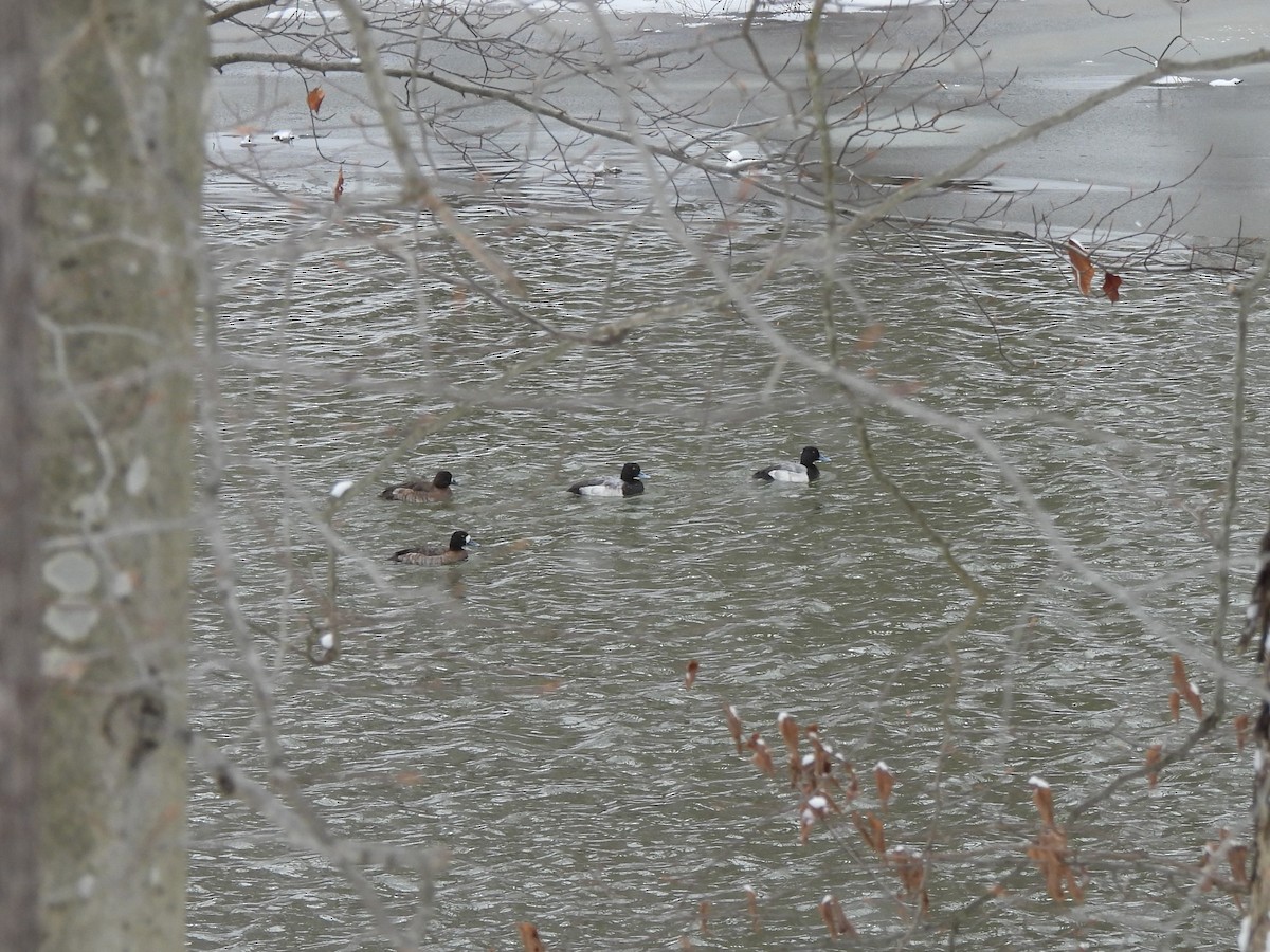 Greater Scaup - ML613616513