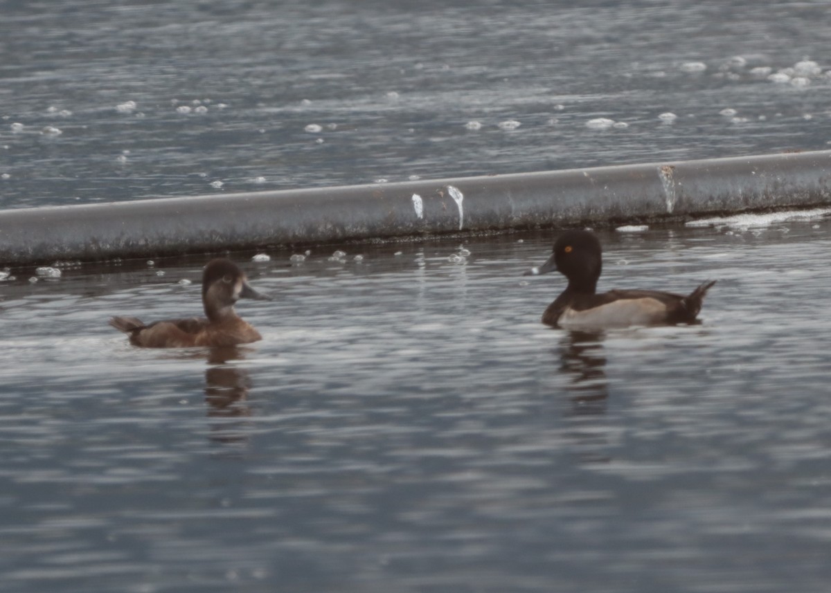 Ring-necked Duck - ML613616544