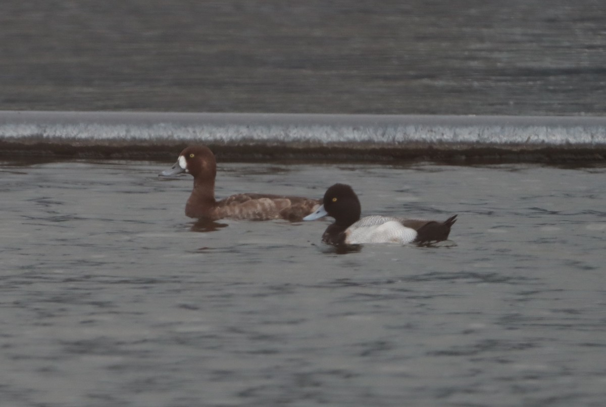 Greater Scaup - Brandy Johnson