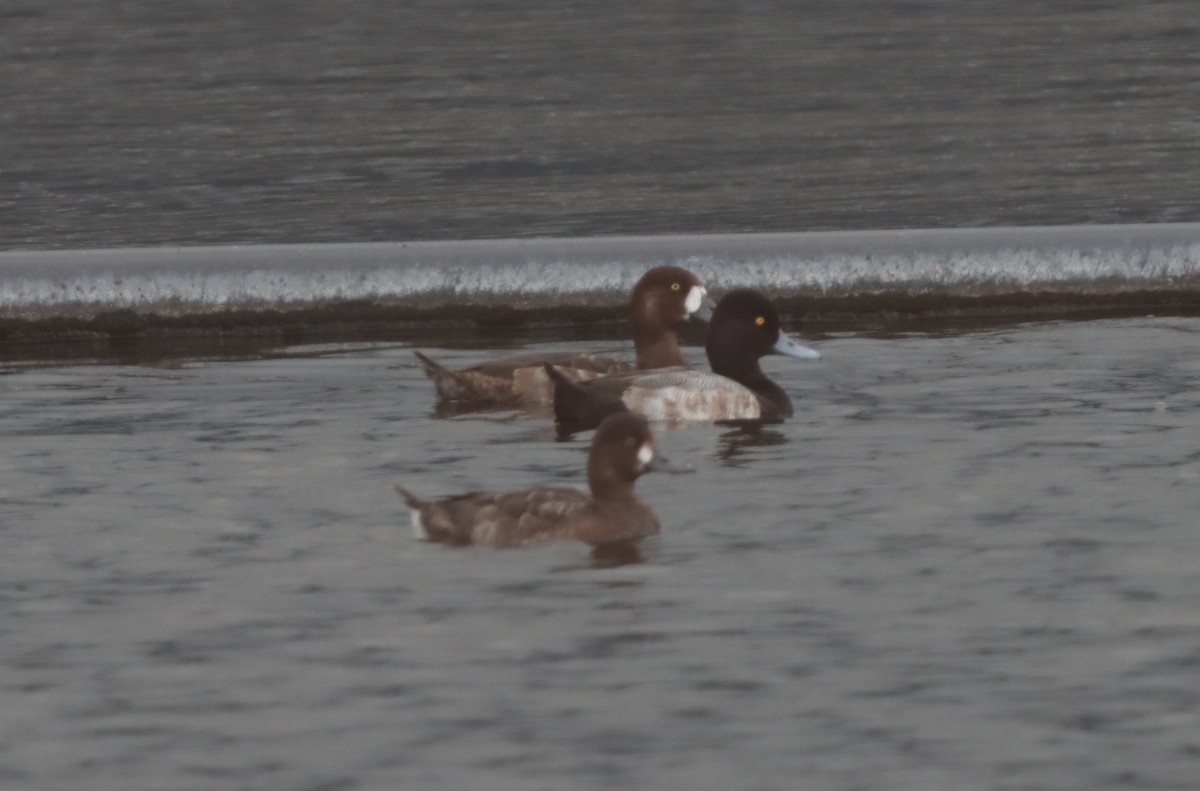 Greater Scaup - Brandy Johnson