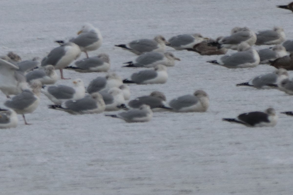 Herring x Lesser Black-backed Gull (hybrid) - ML613616566