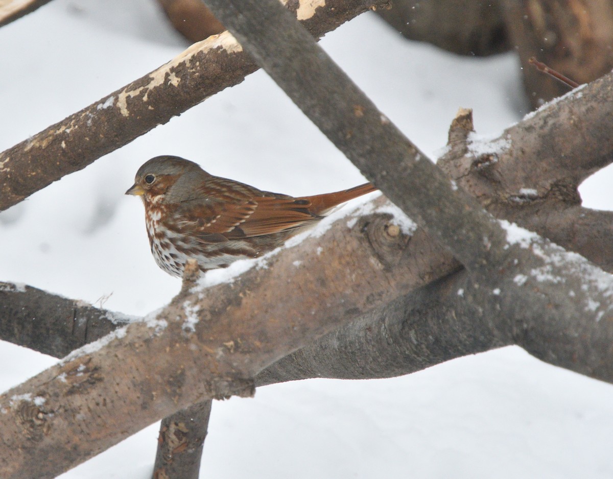 Fox Sparrow - ML613616600