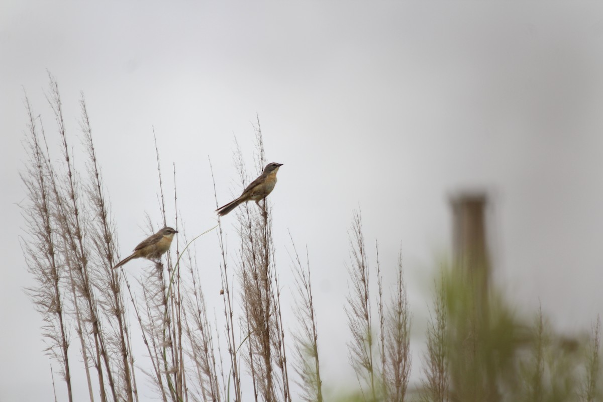 Long-tailed Reed Finch - Naré Berduc