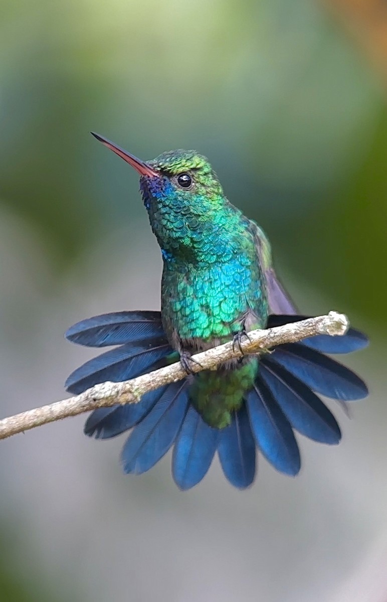kolibřík modrobradý - ML613616661