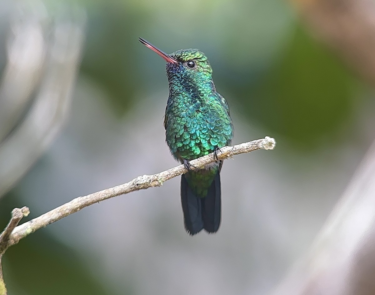 Blue-chinned Sapphire - William Orellana (Beaks and Peaks)