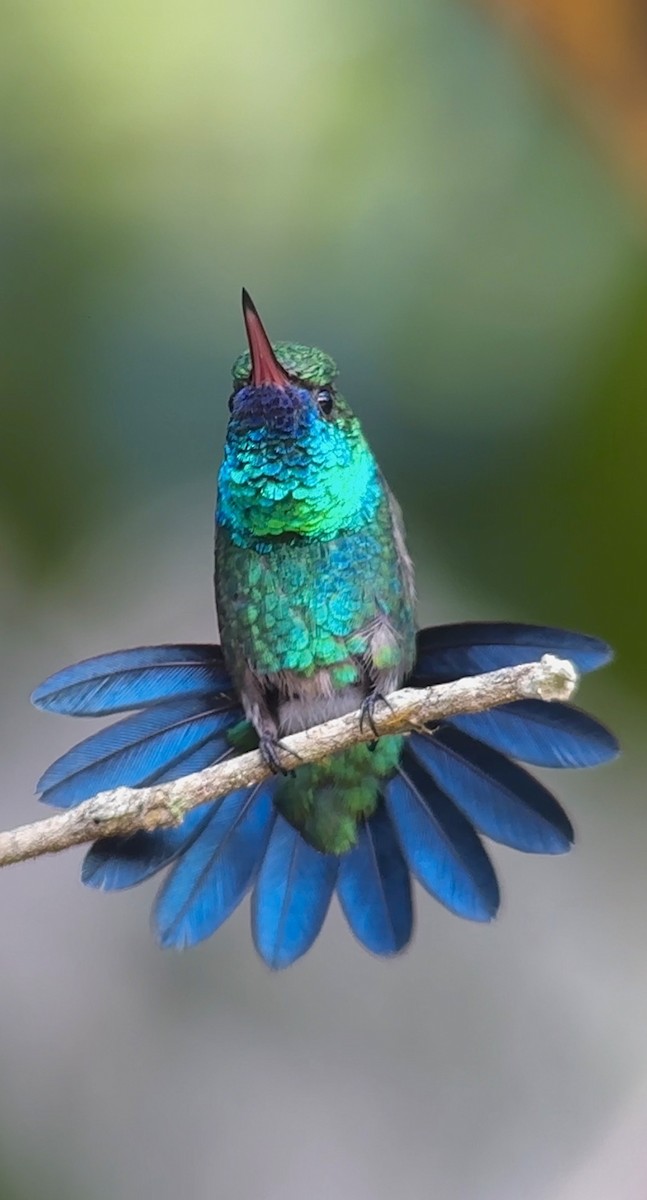 Blue-chinned Sapphire - ML613616663