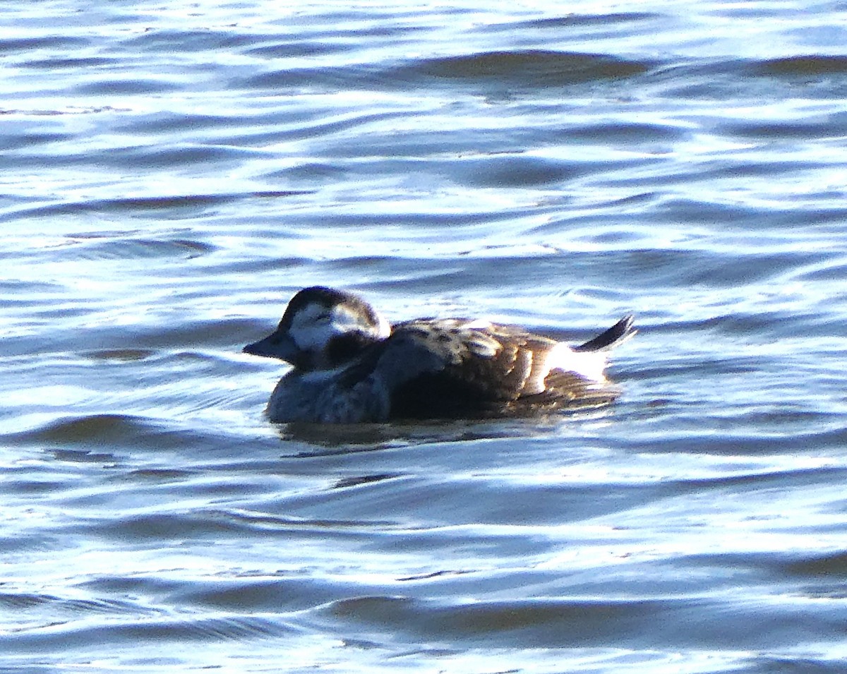 Long-tailed Duck - David Pritchard