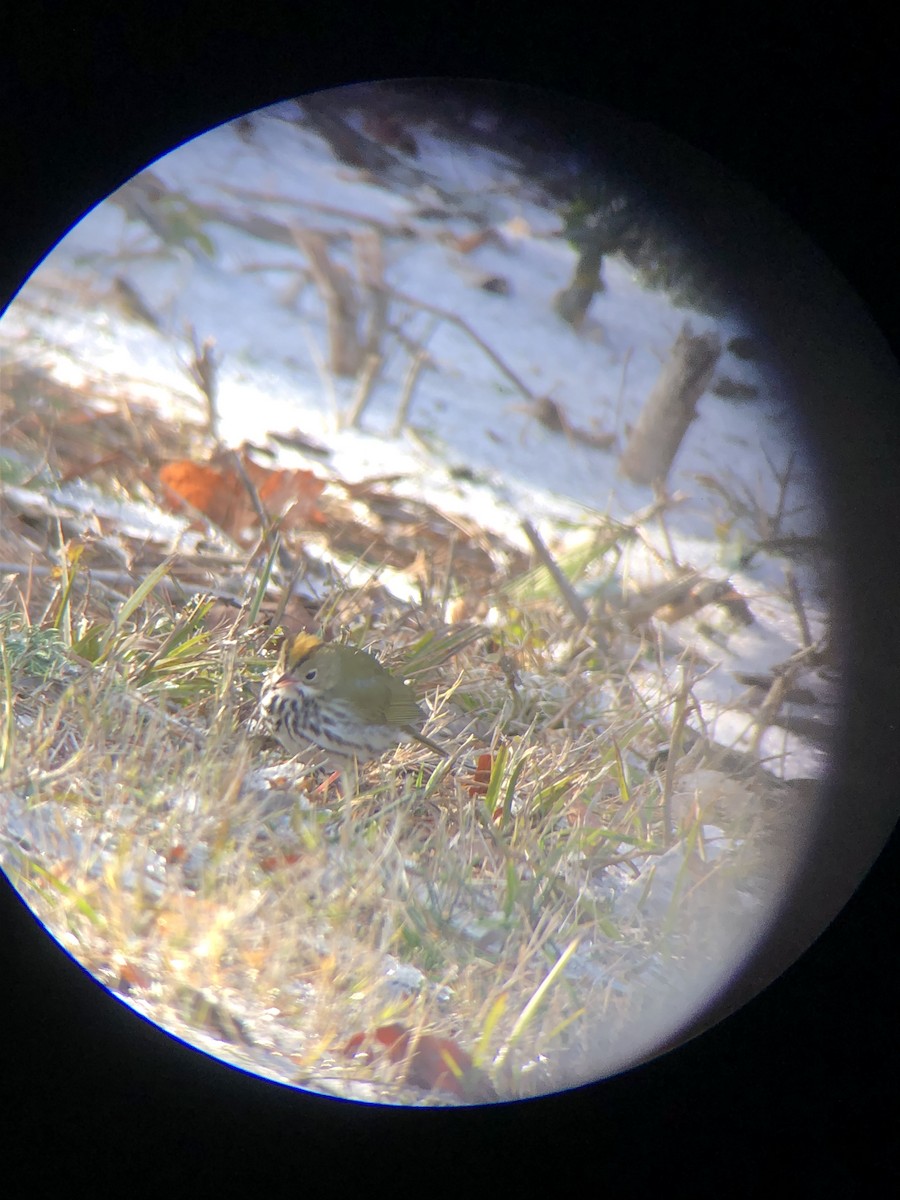 Ovenbird - ML613616695