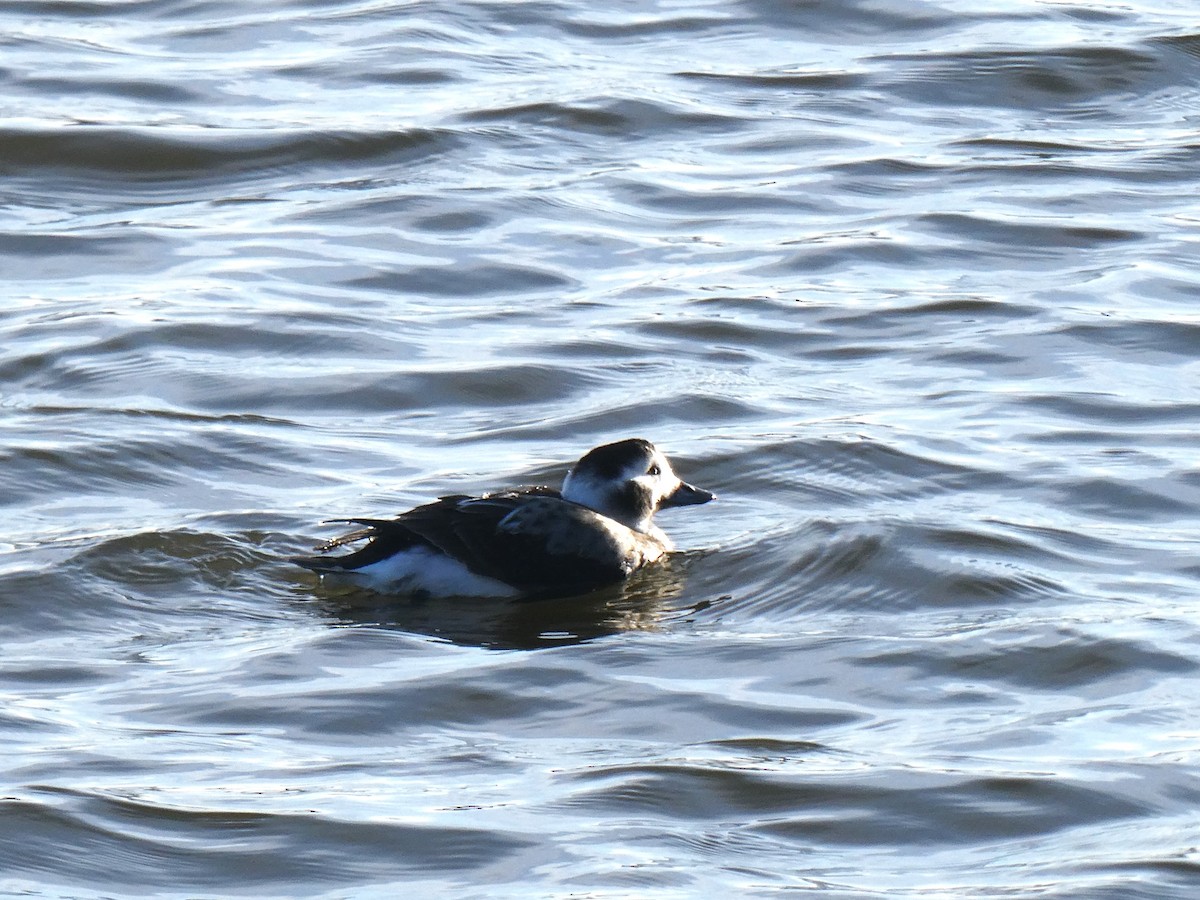 Long-tailed Duck - David Pritchard