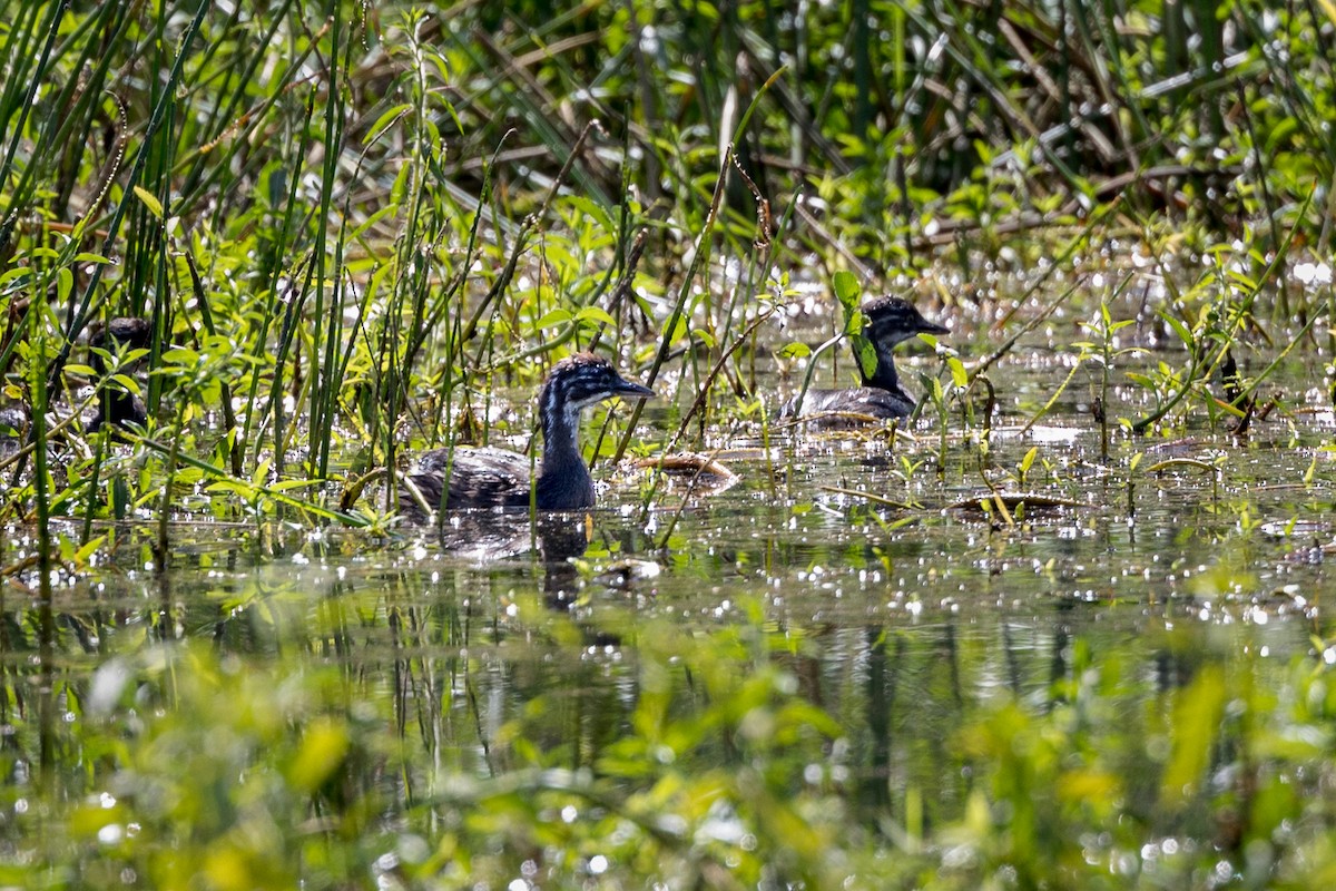 Least Grebe - ML613616870