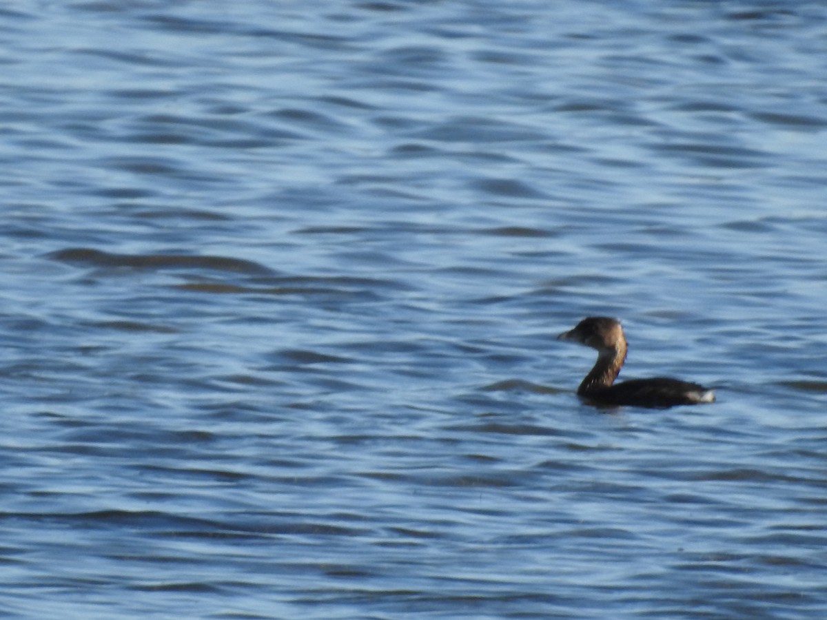 Pied-billed Grebe - ML613616876