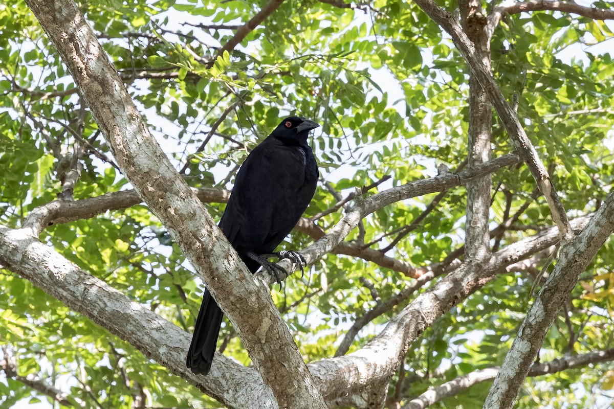 Giant Cowbird - ML613616899