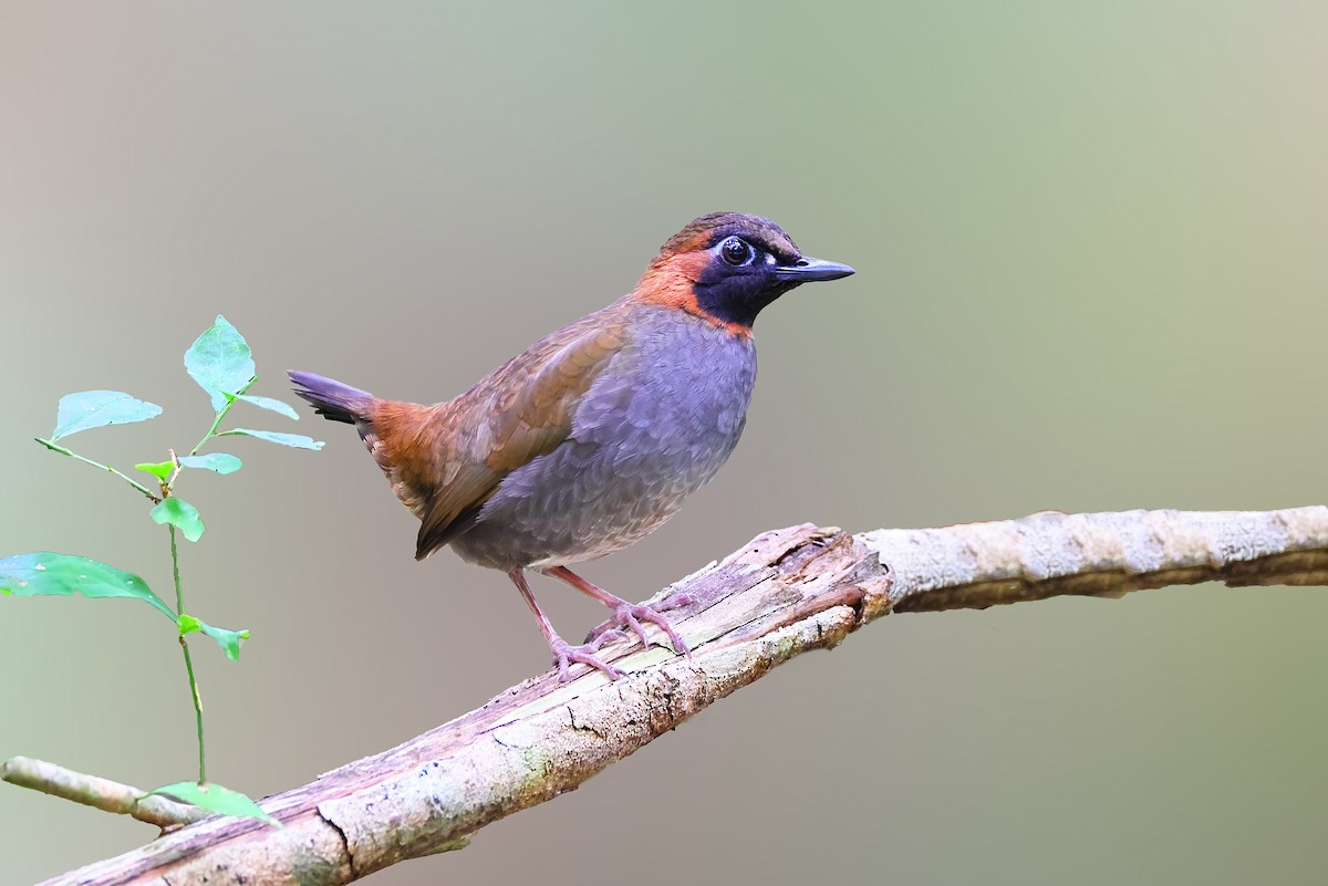 Mayan Antthrush - Greg Homel