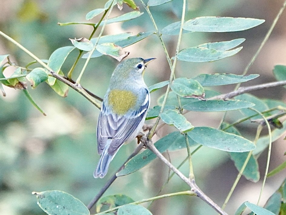 Northern Parula - ML613617037