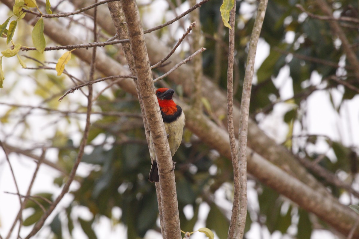 Kara Kolyeli Barbet - ML613617042