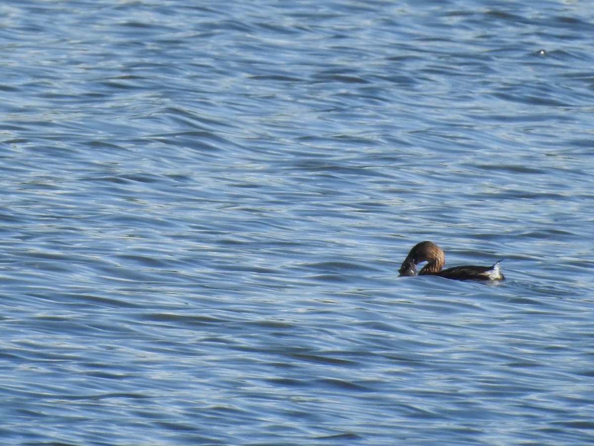 Pied-billed Grebe - ML613617052