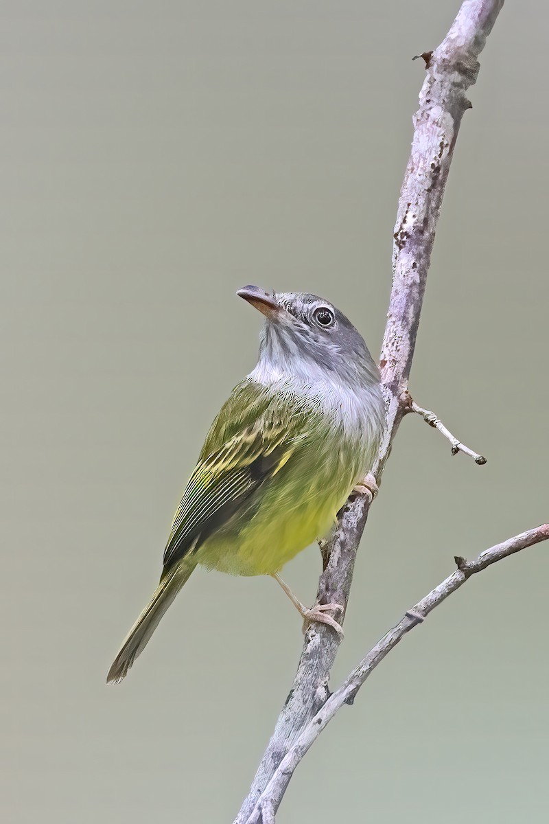 Northern Bentbill - Greg Homel