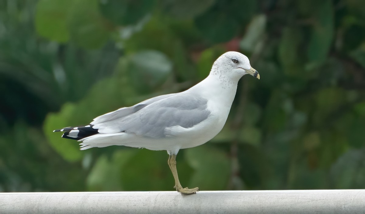 Ring-billed Gull - ML613617146