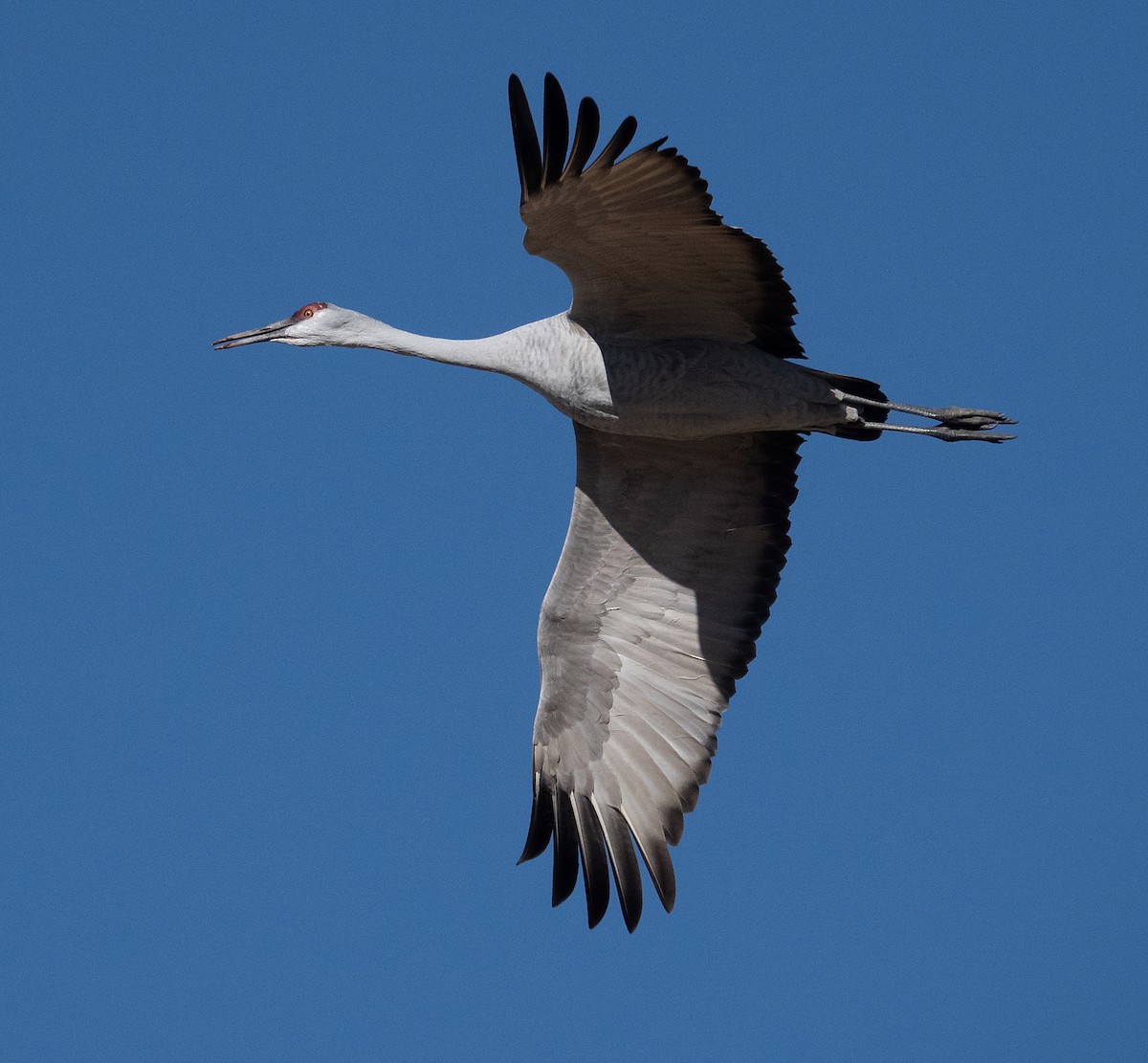 Sandhill Crane - Michael Greer