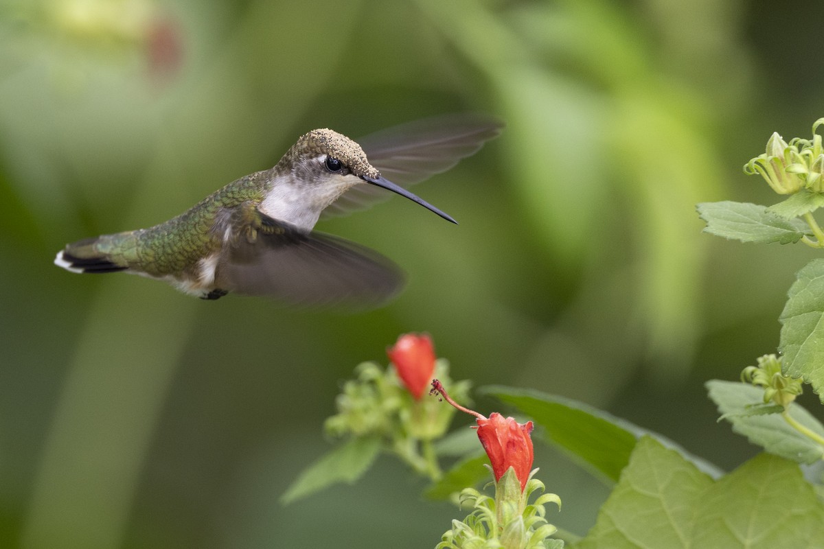 Ruby-throated Hummingbird - Michael Stubblefield