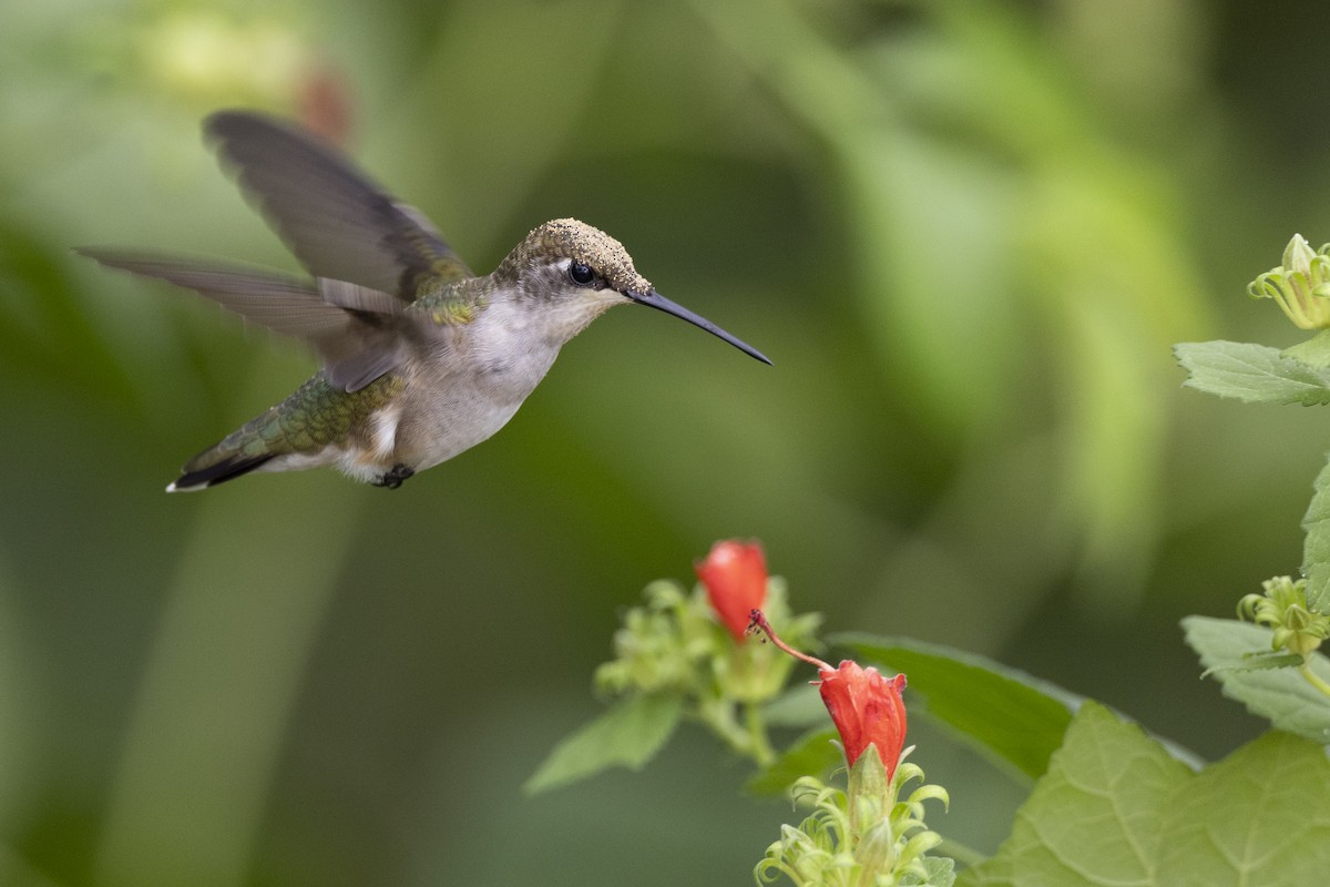 Ruby-throated Hummingbird - Michael Stubblefield