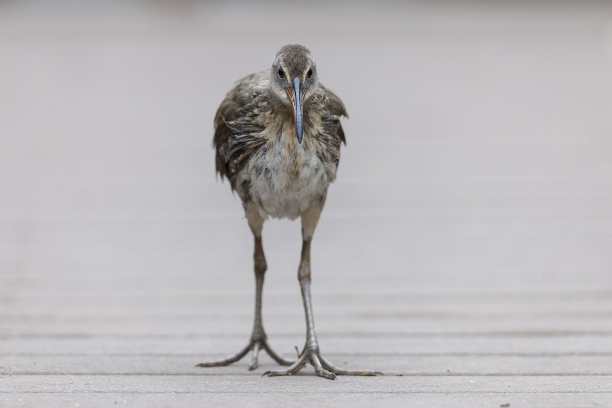 Clapper Rail (Gulf Coast) - Michael Stubblefield