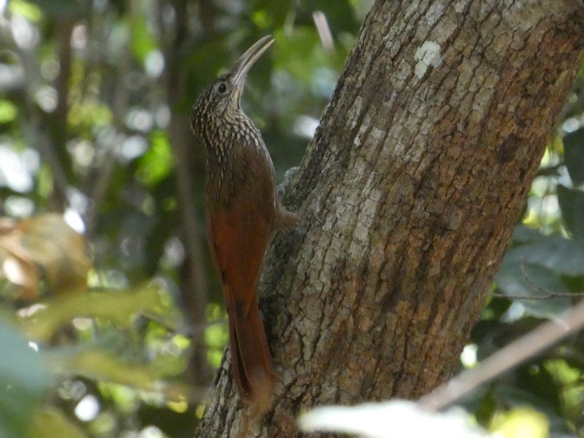 Ivory-billed Woodcreeper - ML613617281