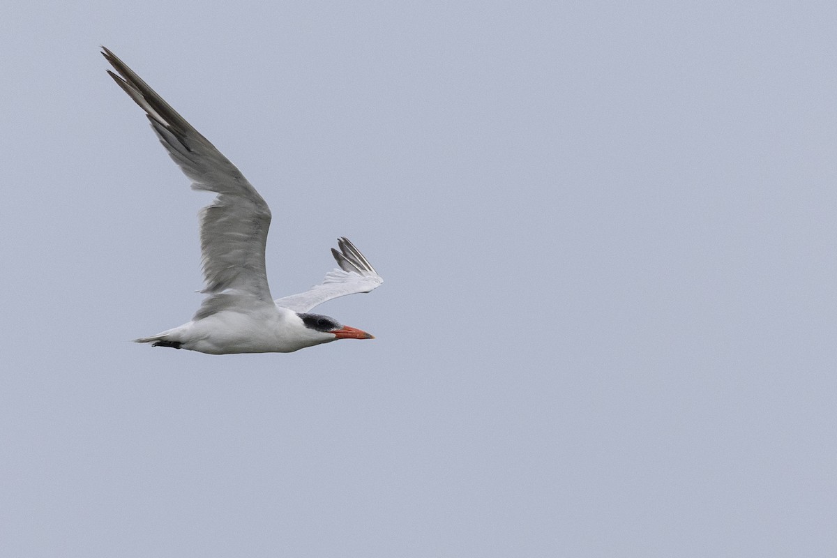 Caspian Tern - Michael Stubblefield