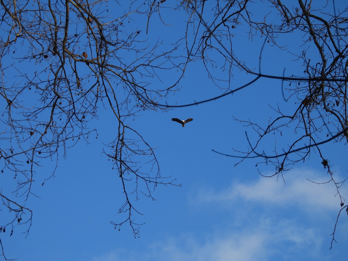 Bald Eagle - Janine Steffan