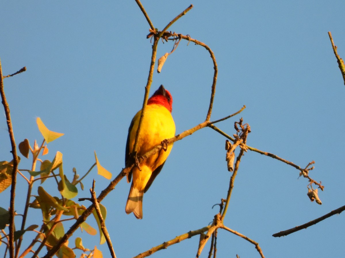 Red-hooded Tanager - Jon Iratzagorria Garay