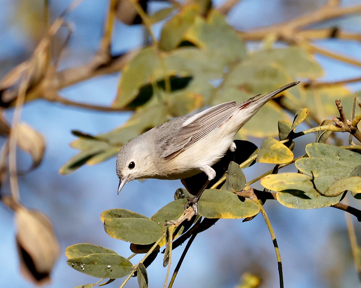 Lucy's Warbler - ML613617423