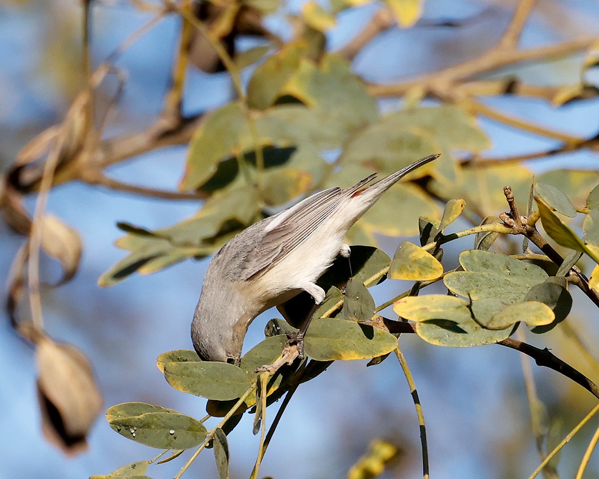 Lucy's Warbler - ML613617424