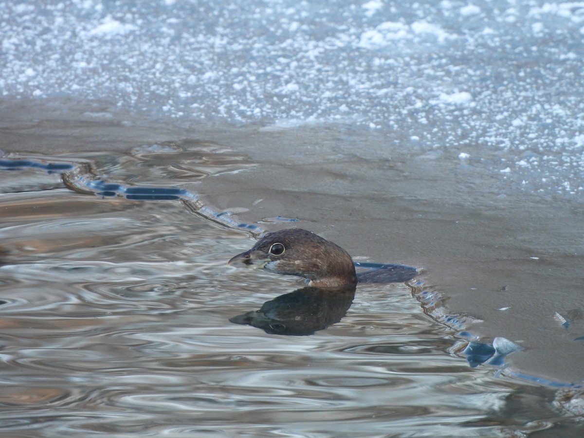 Pied-billed Grebe - Janine Steffan