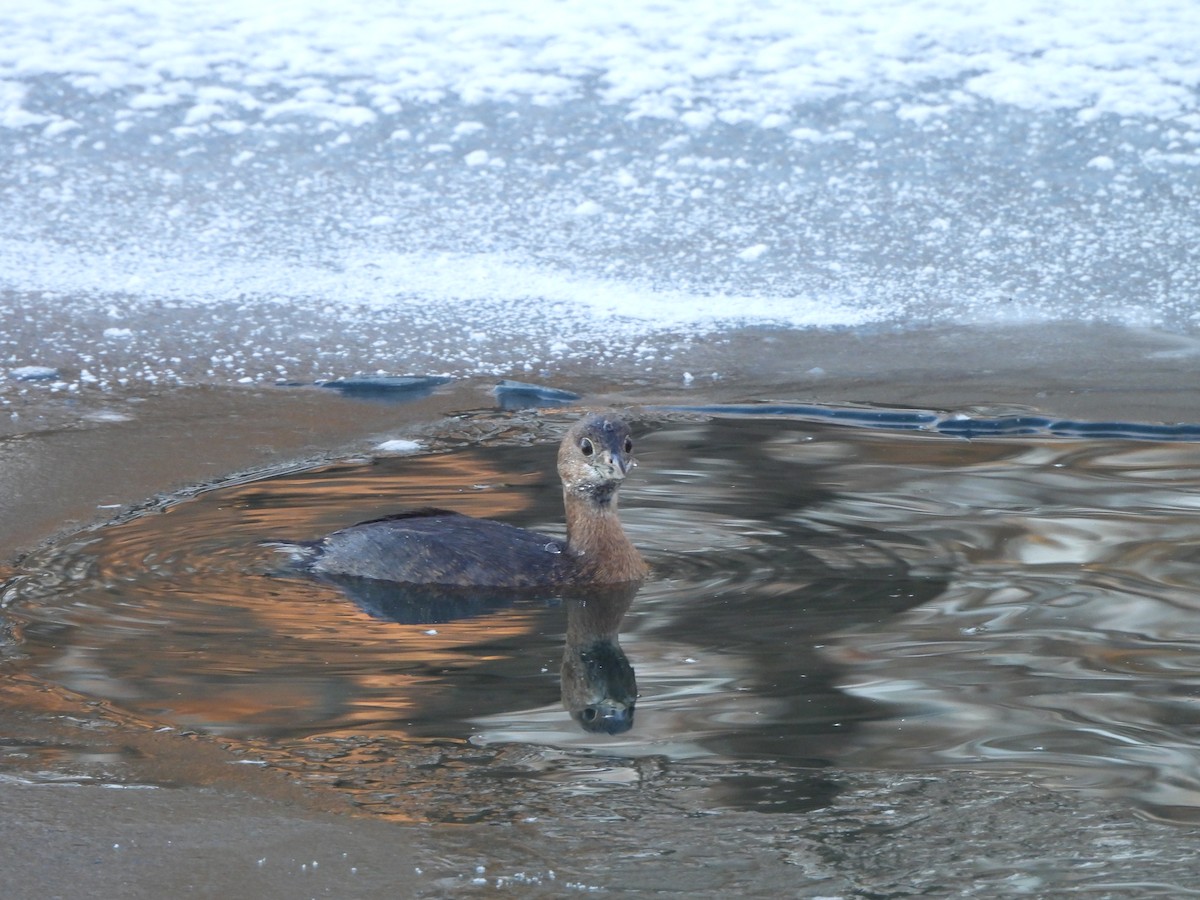 Pied-billed Grebe - Janine Steffan